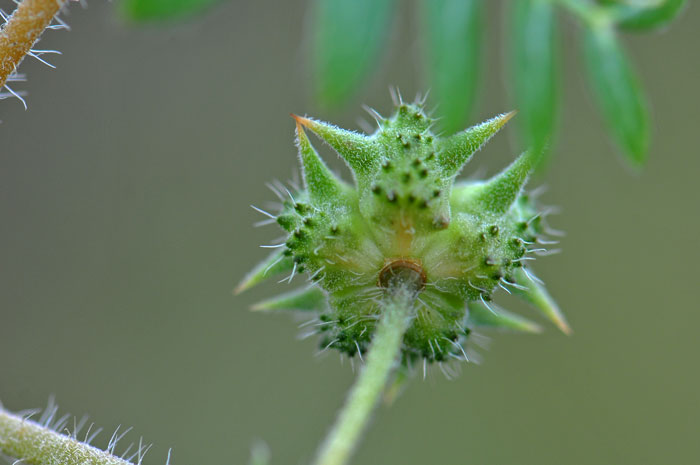 Puncturevine or Texas Sandbur has hairy (villous) flat fruits that break up into 5 nutlets with strong dorsal spines. Tribulus terrestris 